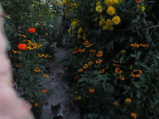 MVI_8045.MOV