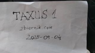 Taxus1