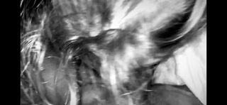 65cded2c6b6d4f2295d5b7663001e243.mp4
