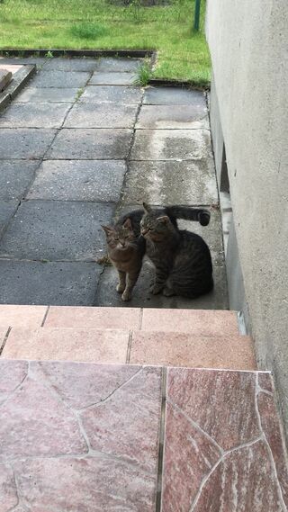 IMG_0978.mov