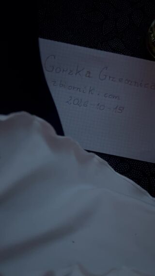 IMG_1295.mov