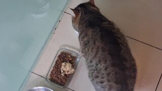 20261025_084017.mp4